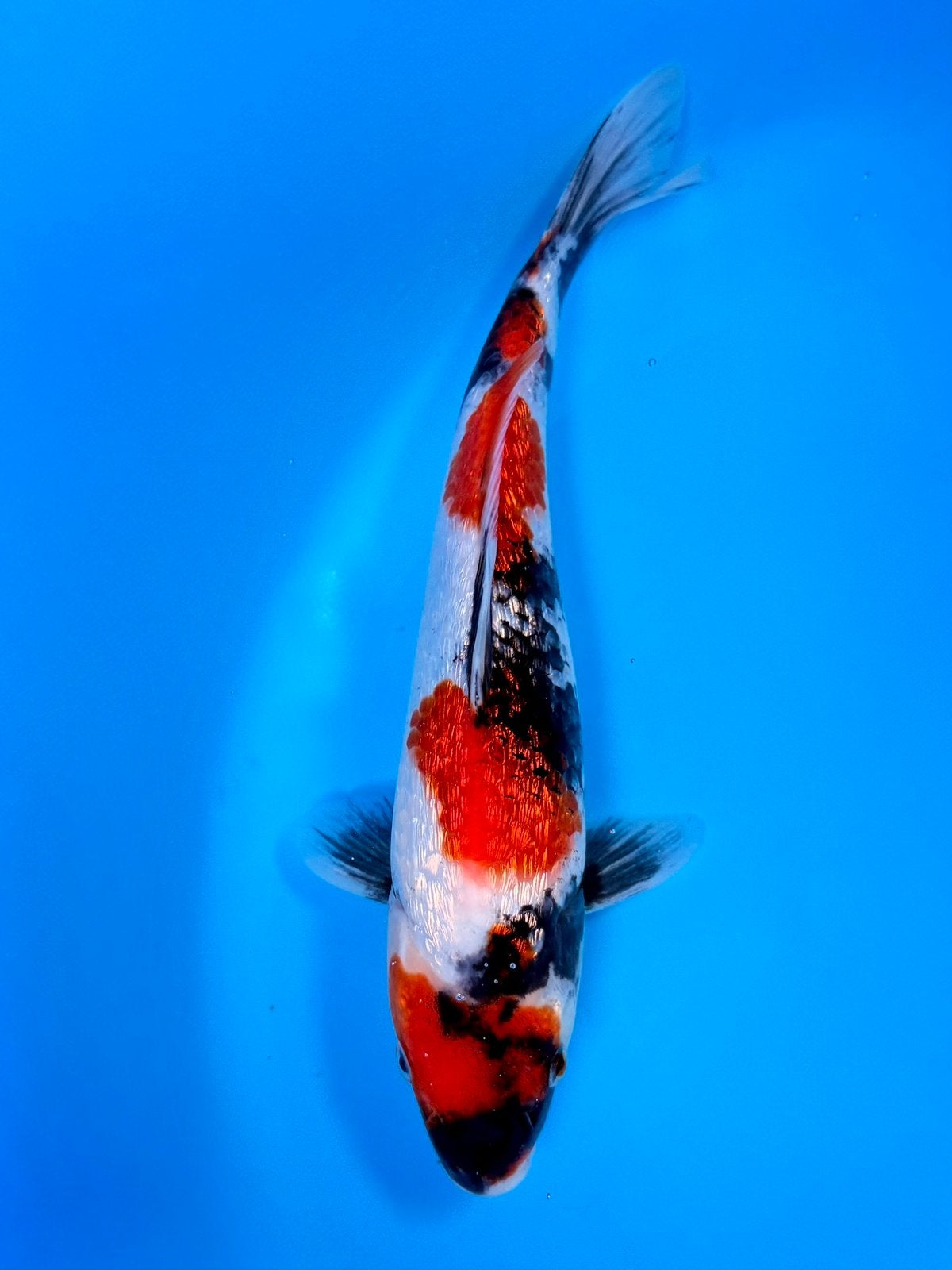 HQ Ginrin Showa | Conias Tateshita Tosai | 25-30 cm, Karper of Koi