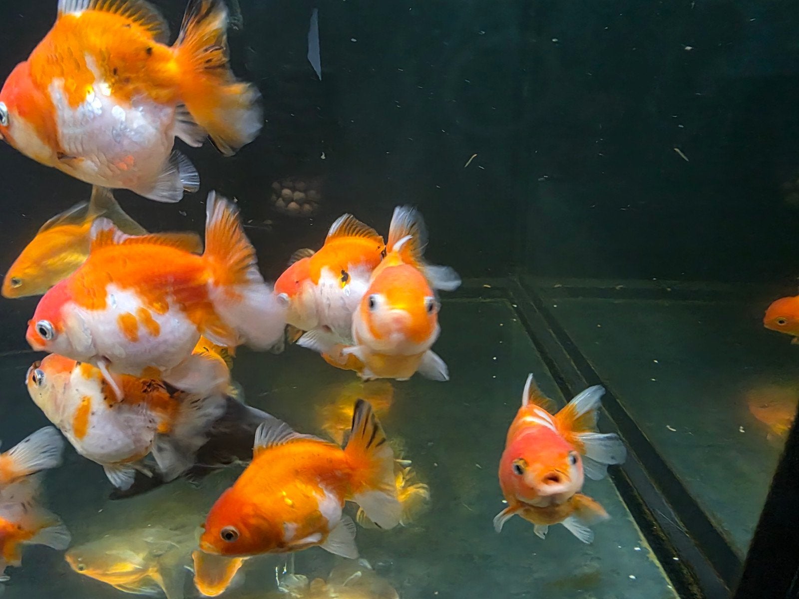 Prachtige groep Oranda goudvissen (ca. 10 stuks) – Gezond &, Vis