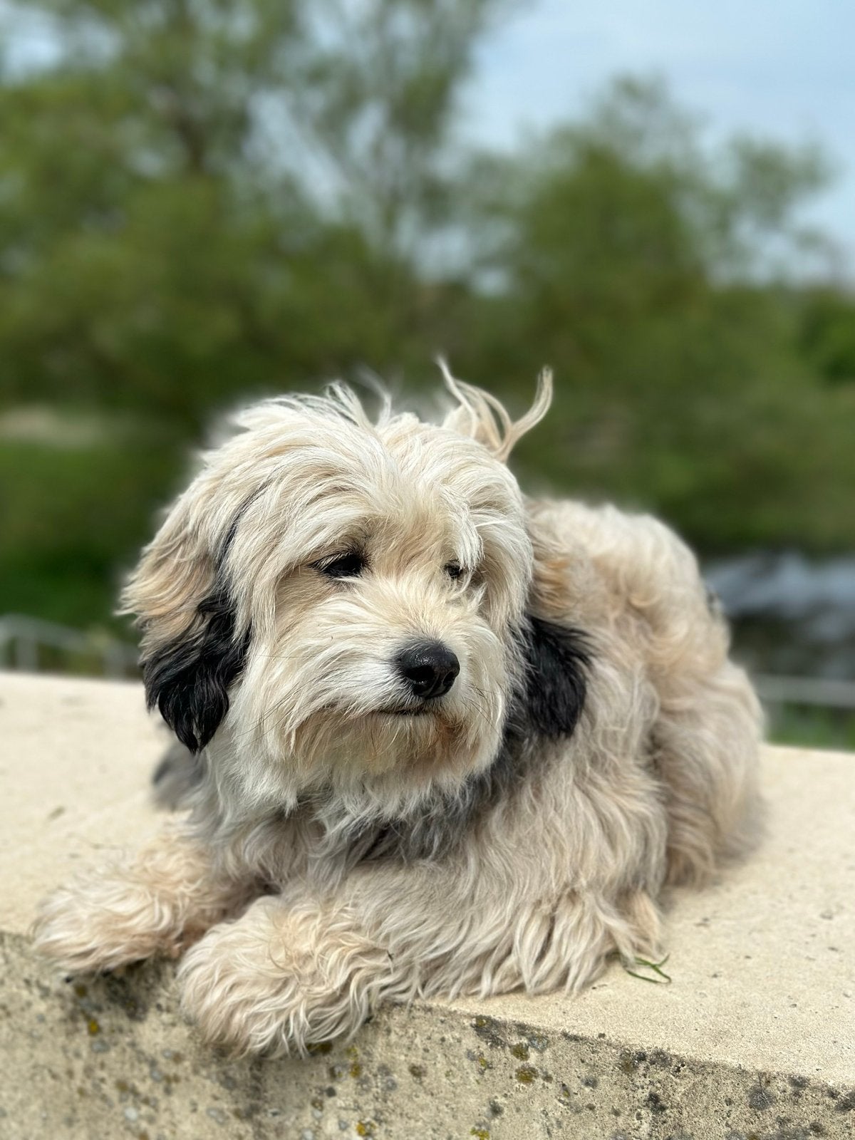 Bijzonder mooie Maltipoo pups F2, Dieren en Toebehoren, Honden | Chihuahua's en Gezelschapshonden, Parvo, Overige rassen, 8 tot 15 weken