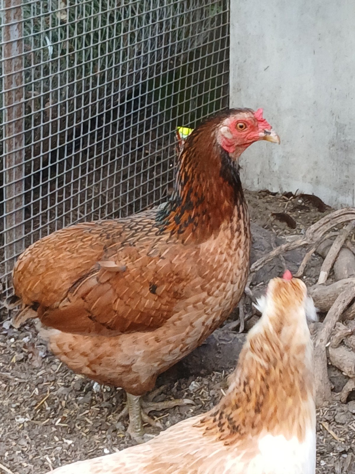 Araucana kriel hennen groenleggers nog 3 stuks., Dieren en Toebehoren, Pluimvee, Vrouwelijk, Kip