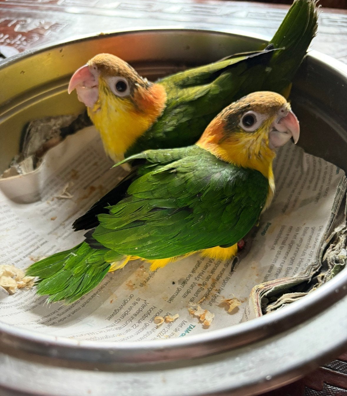 Roestkop caique, Dieren en Toebehoren, Geslacht onbekend, Papegaai, Tam