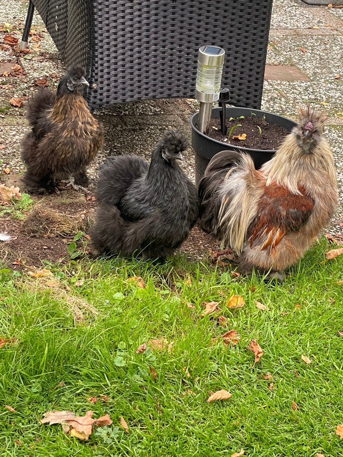 Zijdehoenders, Meerdere dieren, Kip
