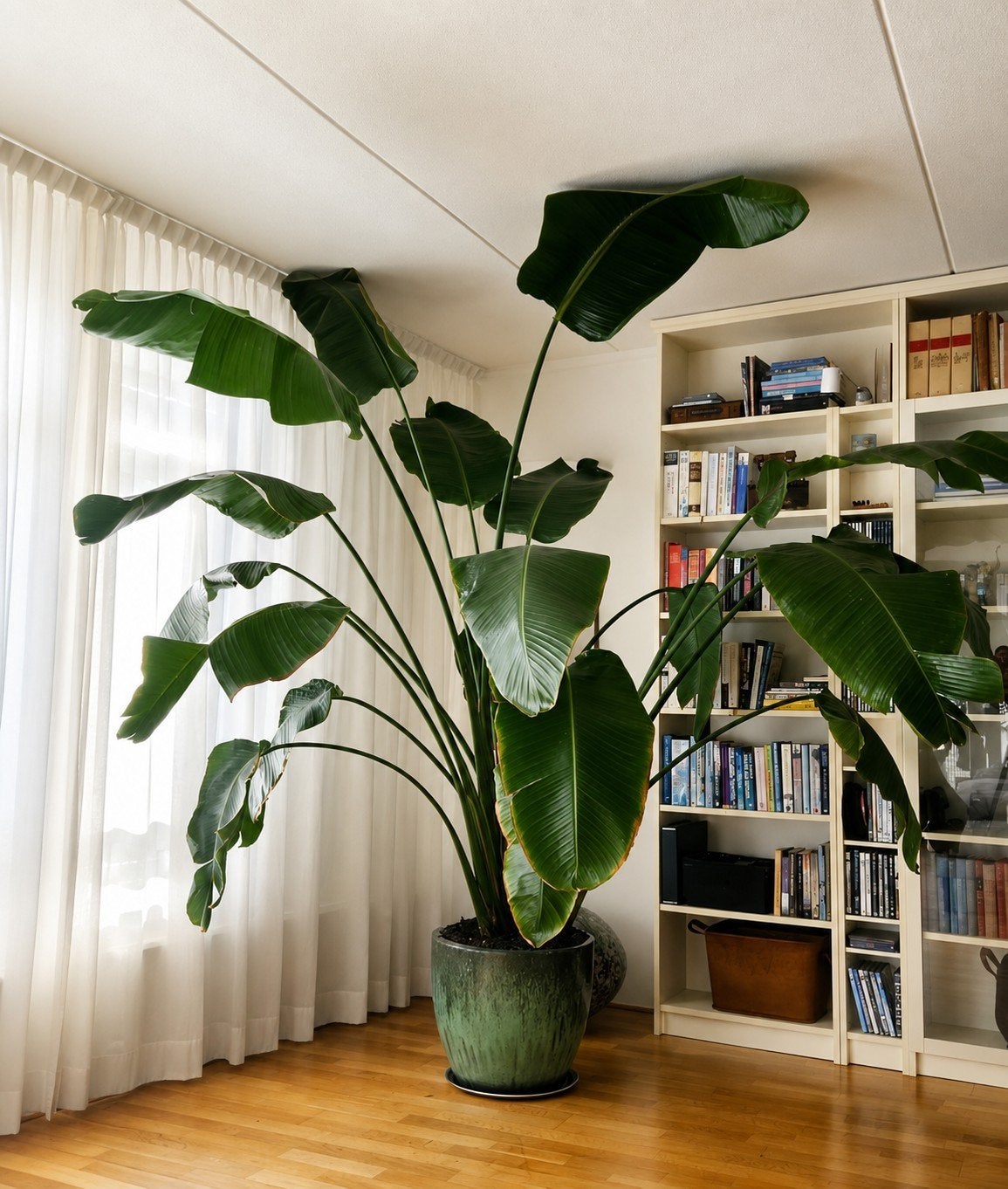 Grote Strelitzia Nicolai  Paradijsvogelplant, Ophalen, 200 cm of meer, Overige soorten, Halfschaduw