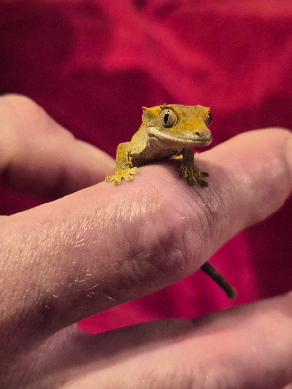 wimper gekko Jack, Overige soorten, Tam, 0 tot 2 jaar