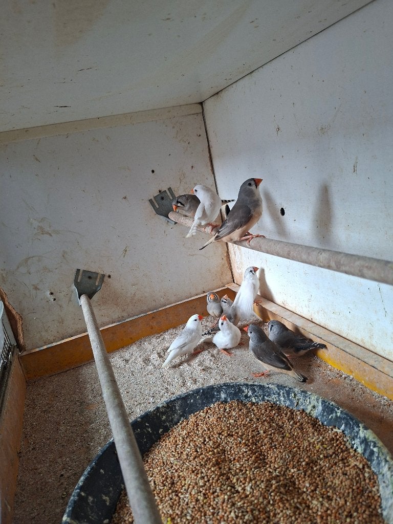 div vogels, Meerdere dieren, Tropenvogel