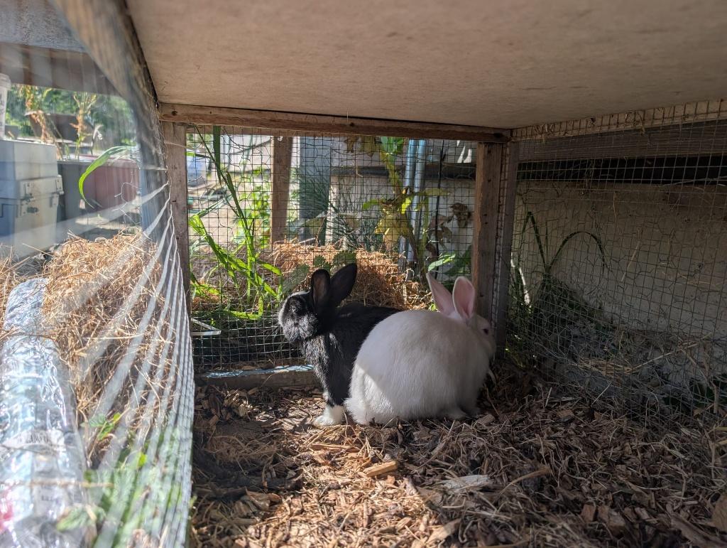 Konijnen, Meerdere dieren, Middelgroot, 0 tot 2 jaar