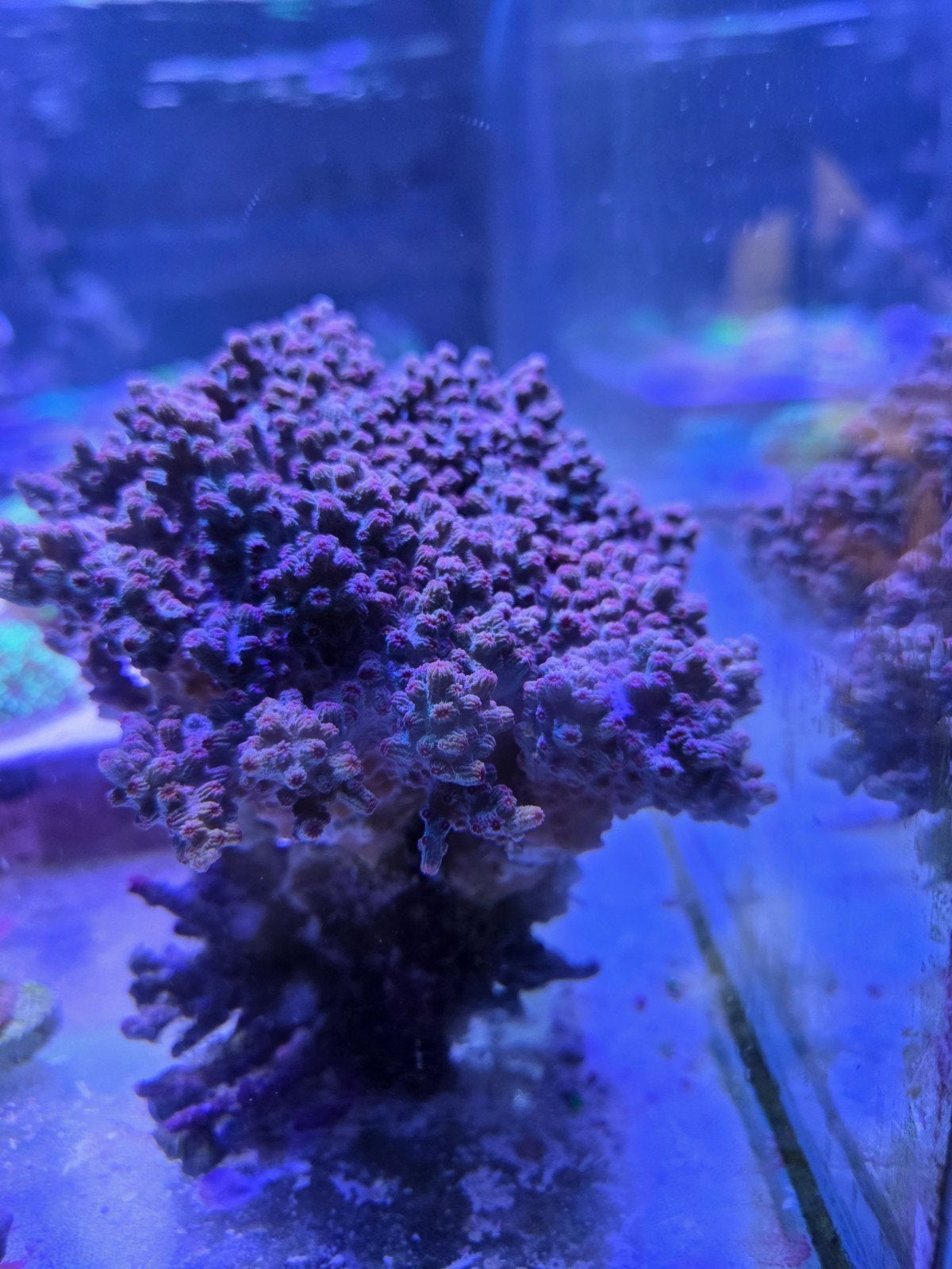Cyphastrea decadia branching, Vis, Zoutwatervis