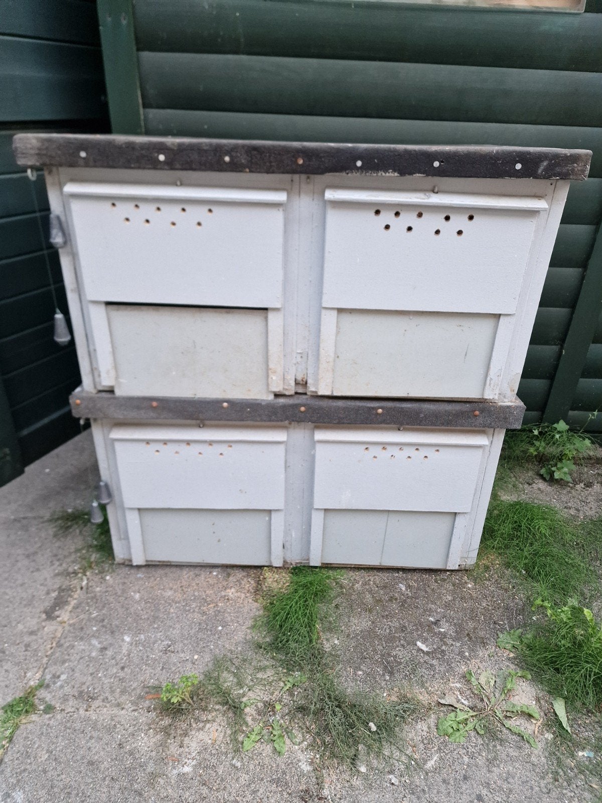 Donkerhokken, Meerdere dieren, Postduif