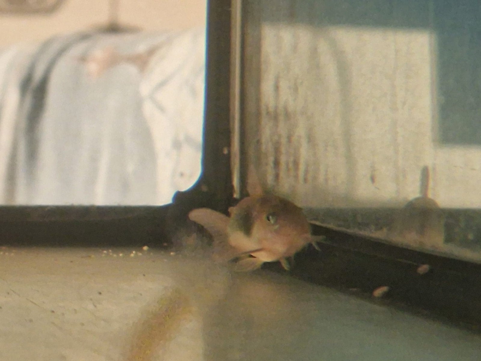 2 Corydoras aeneus, Dieren en Toebehoren, Vis, Zoetwatervis