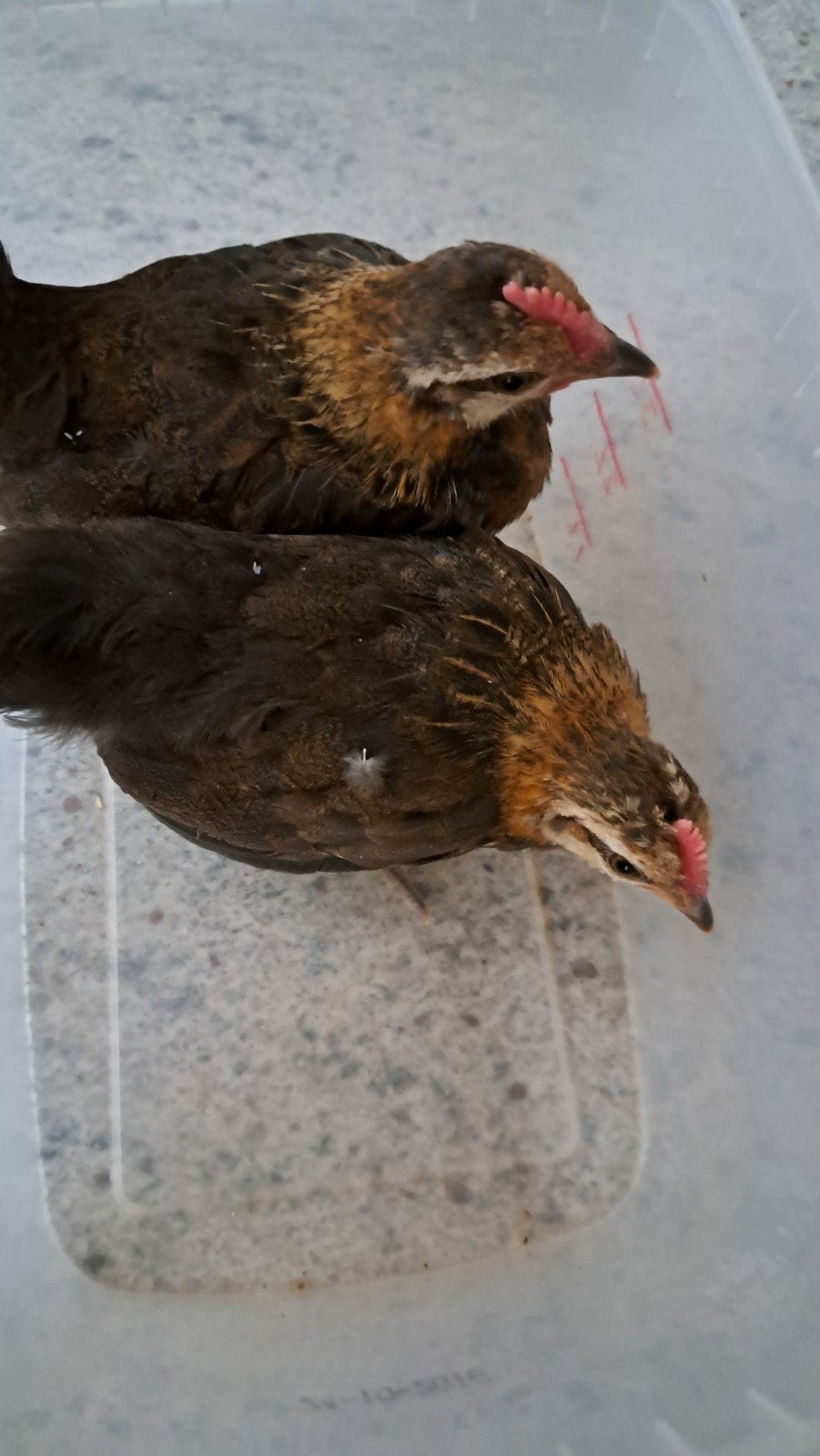 Hollandse kriel patrijs, Meerdere dieren, Kip