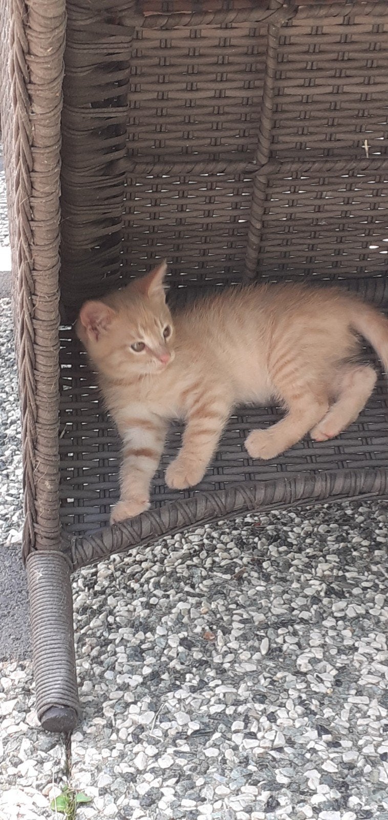 poesje, Dieren en Toebehoren, Poes
