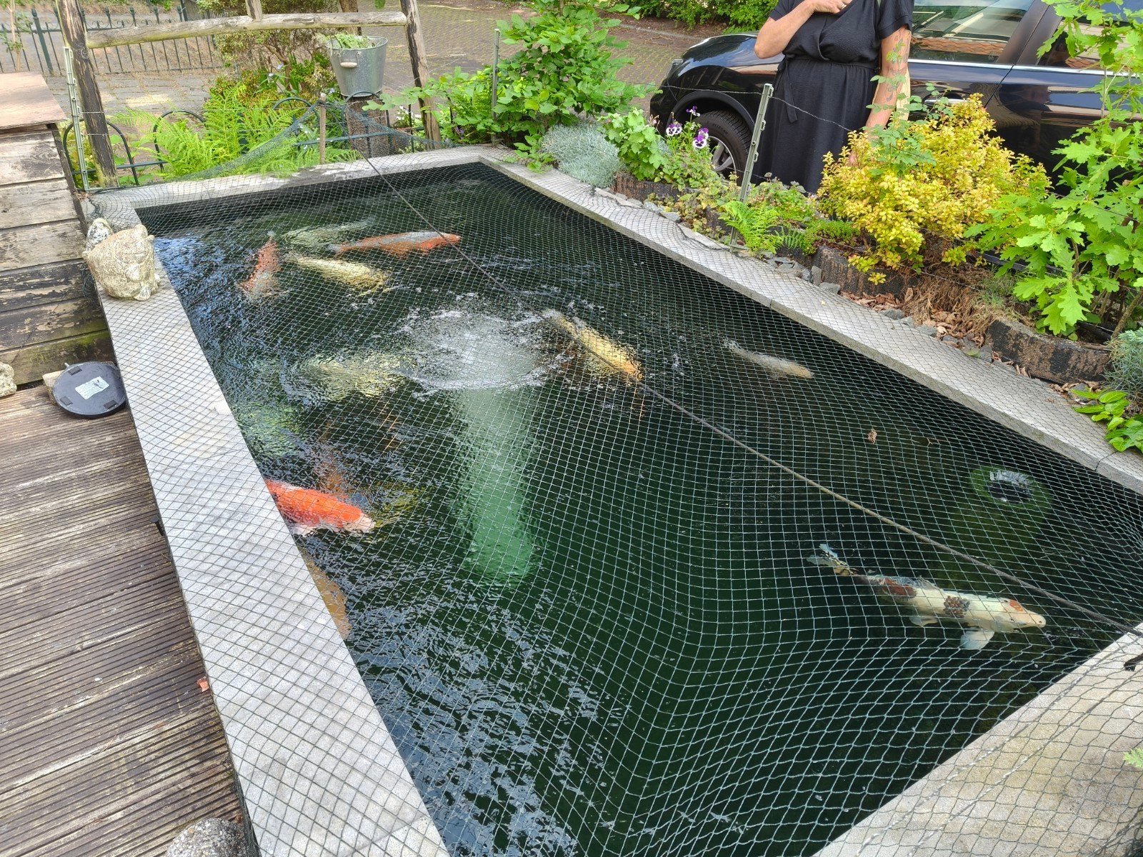 te koop complete koi vijver, Tuin en Terras, Ophalen, Gebruikt