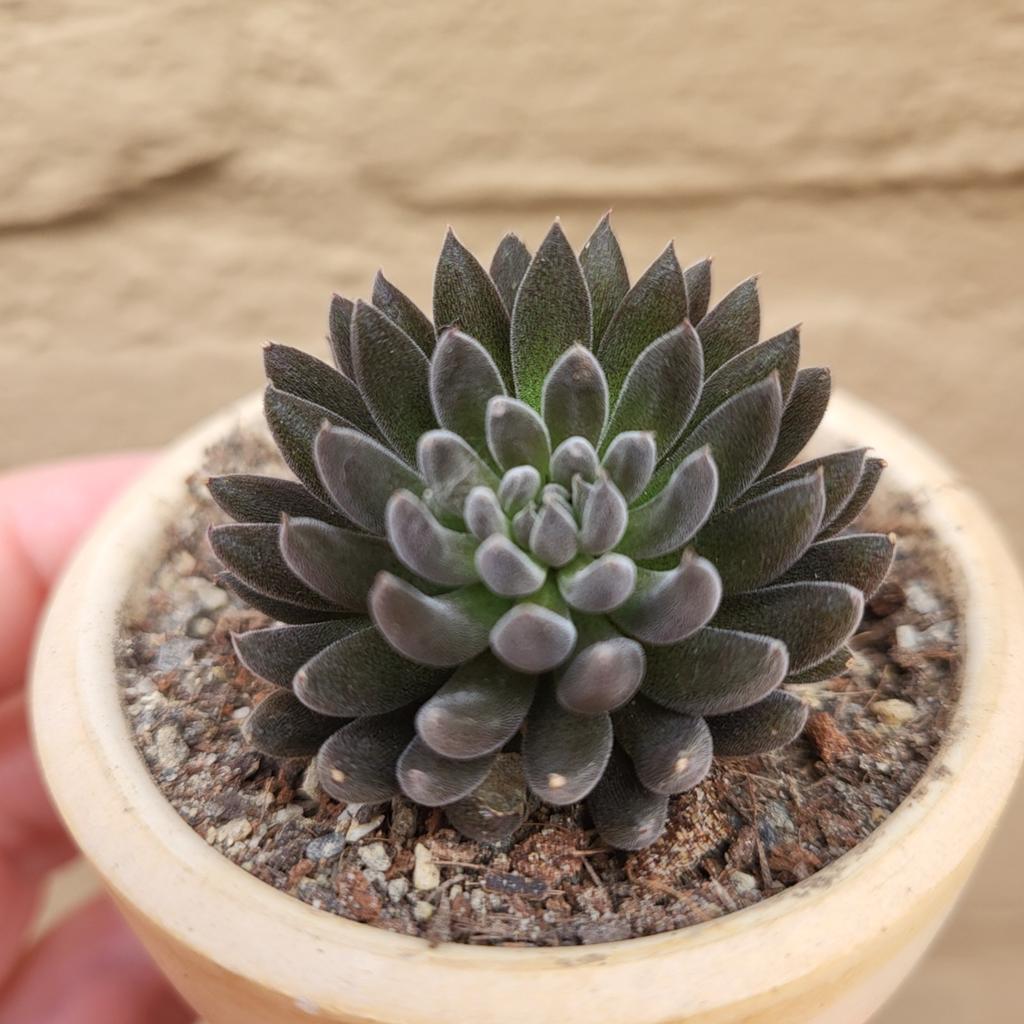 Sinocrassula Yunnanensis, Verzenden, Vetplant, Halfschaduw, Minder dan 100 cm