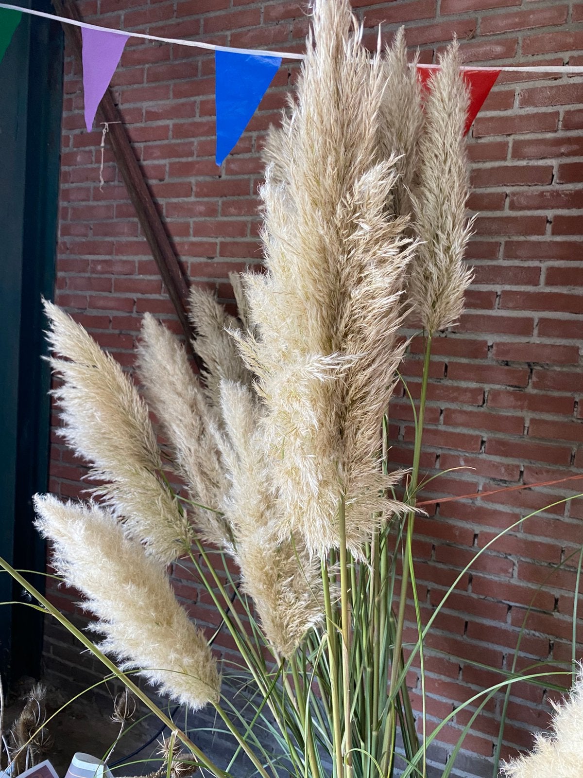 Pampas pluimen, Ophalen, Nieuw