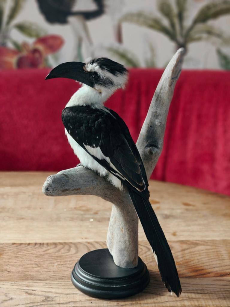 Gezocht vogels voor taxidermy, Meerdere dieren