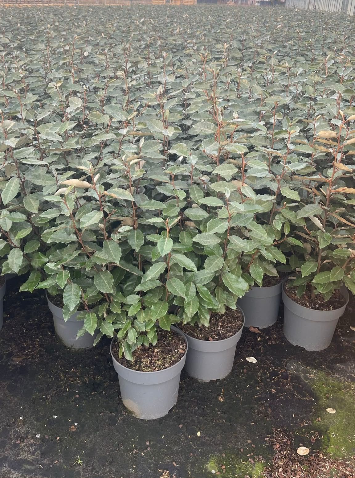 Elaeagnus  ebbingei / Olijfwilg / veel maten beschikbaar
