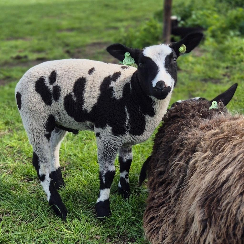 Bonte ram, Dieren en Toebehoren, Schapen, Geiten en Varkens, Schaap, Mannelijk, 0 tot 2 jaar