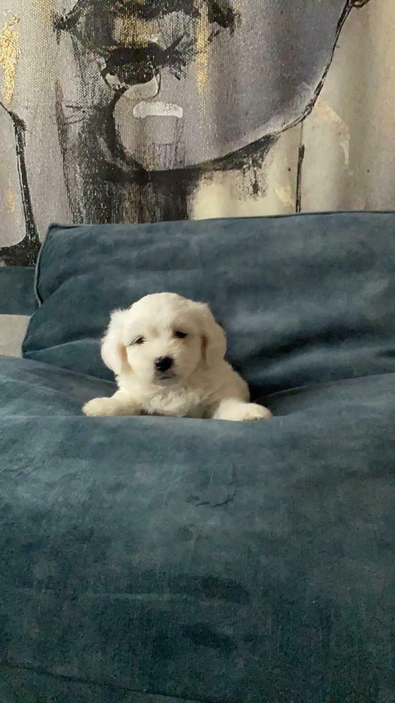 Lieve schattige Boomer pups, Dieren en Toebehoren, Maltezer, Parvo, 8 tot 15 weken, Meerdere