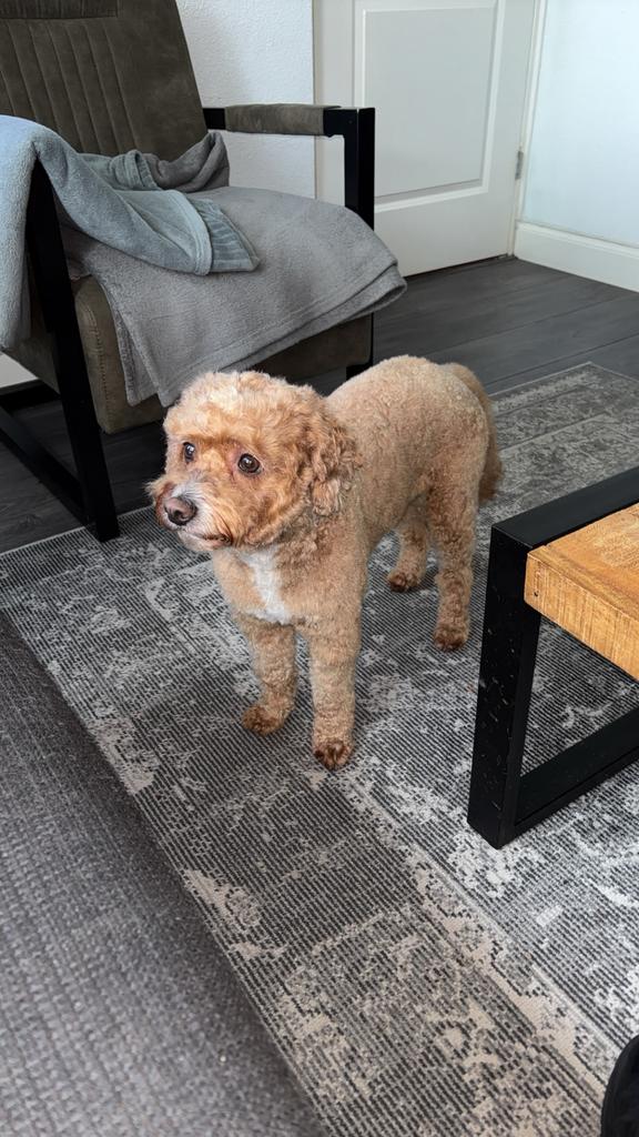 Ervaren mini Labradoodle dekreu, Dieren en Toebehoren, Honden | Dekreuen, Parvo, Reu, Eén hond, 3 tot 5 jaar