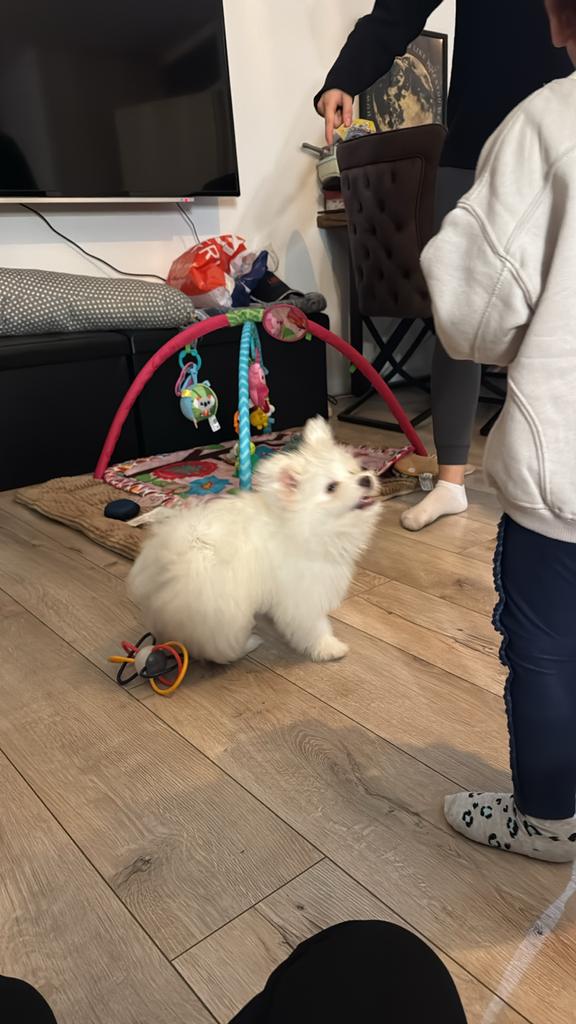 Dekreu boomerxpomeriaan, Dieren en Toebehoren, Honden | Niet-rashonden, Reu, 1 tot 2 jaar, Parvo, Eén hond