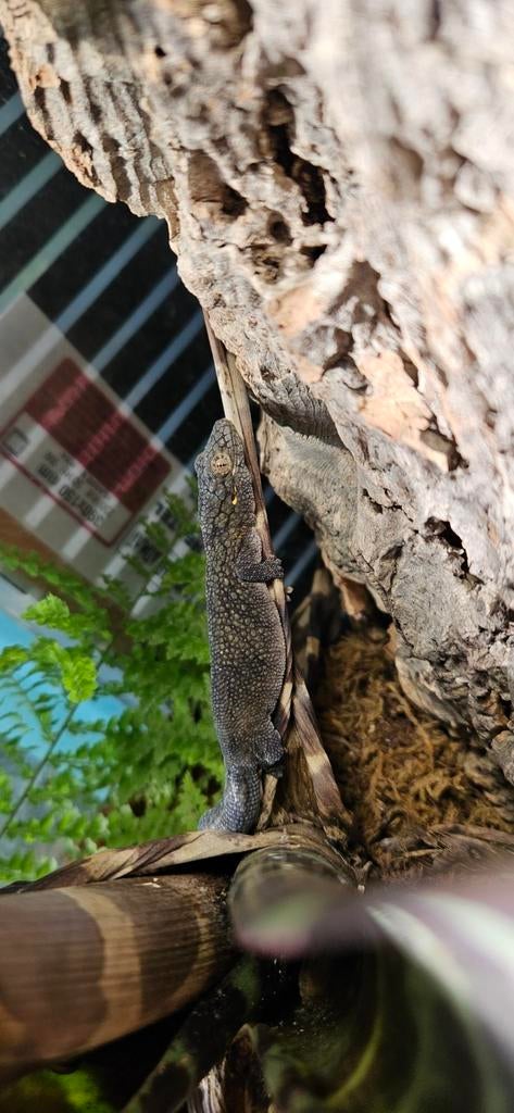 Eurydactylodes vieillardi mannetje / kameleongekko, Hagedis, 0 tot 2 jaar