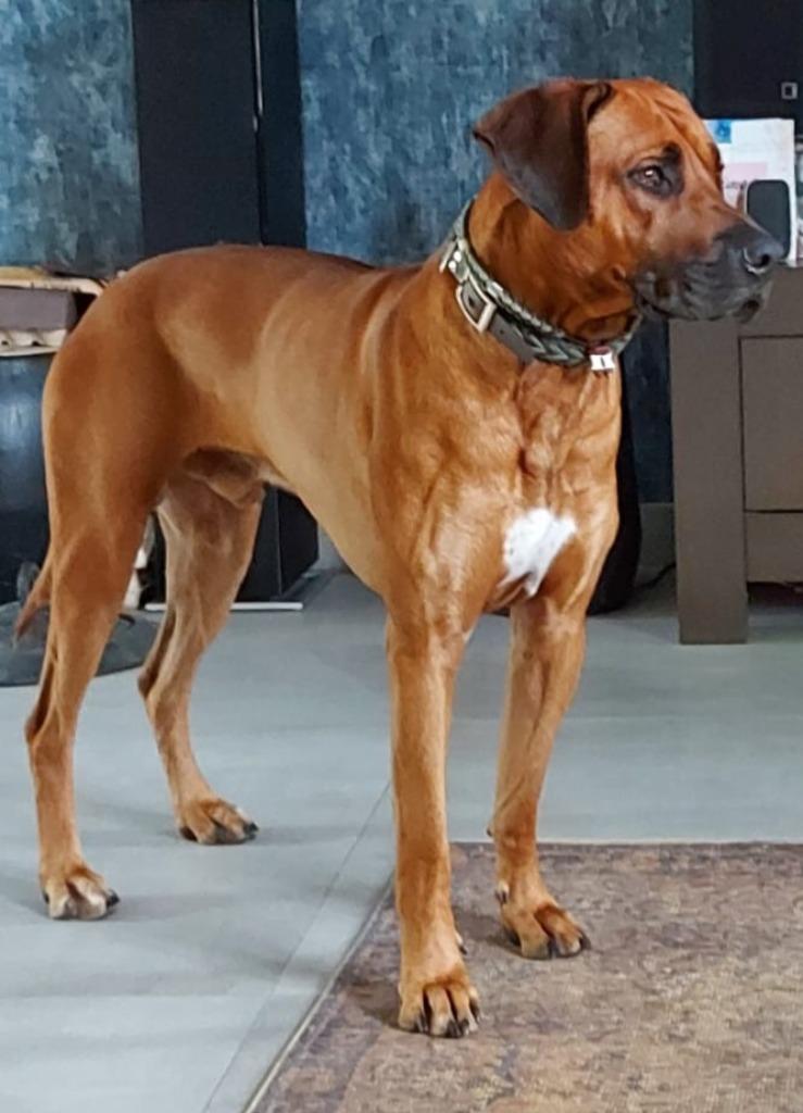 Rhodesian Ridgeback dekreu met stamboom, Reu, Eén hond, 3 tot 5 jaar, Nederland
