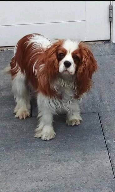 Cavalier king charles spaniel dekreu rakker, Dieren en Toebehoren, Honden | Dekreuen, Reu, 1 tot 2 jaar, Parvo, Meerdere