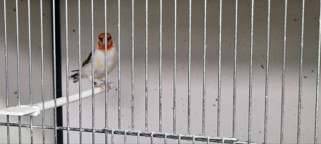 Majoor putter eumo split satinet man, Mannelijk, Wildzangvogel, Geringd