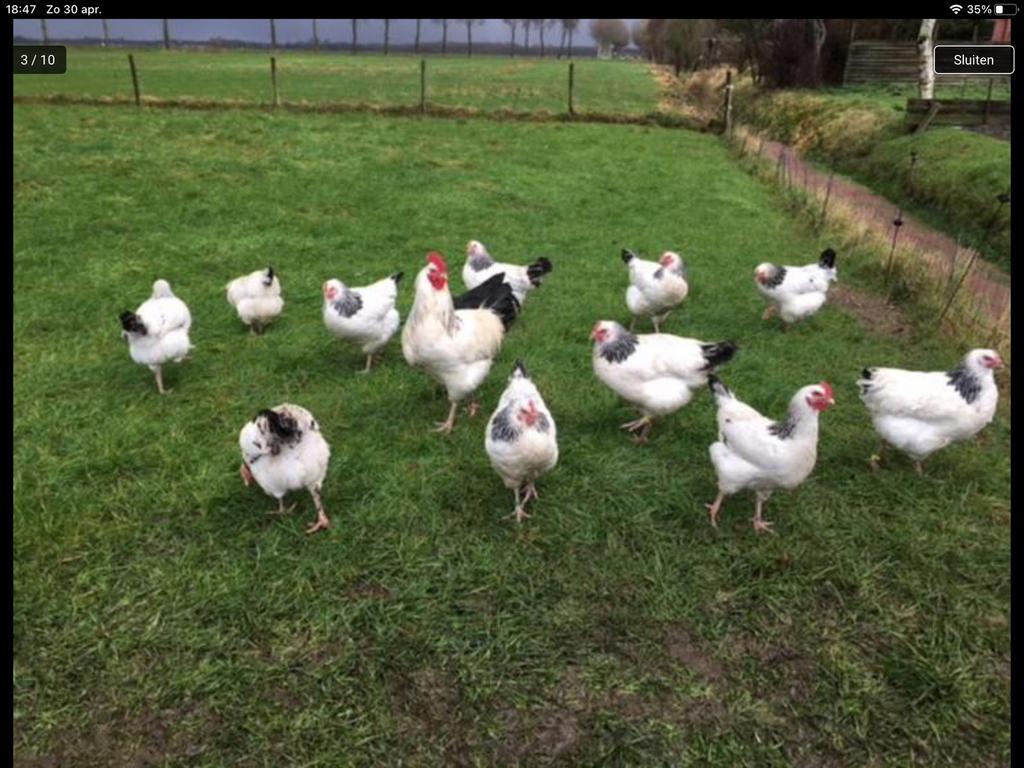 Kippen,kuikens van 10 rassen o.a. Sussex,Amrock barnevelder, Dieren en Toebehoren, Vrouwelijk, Kip