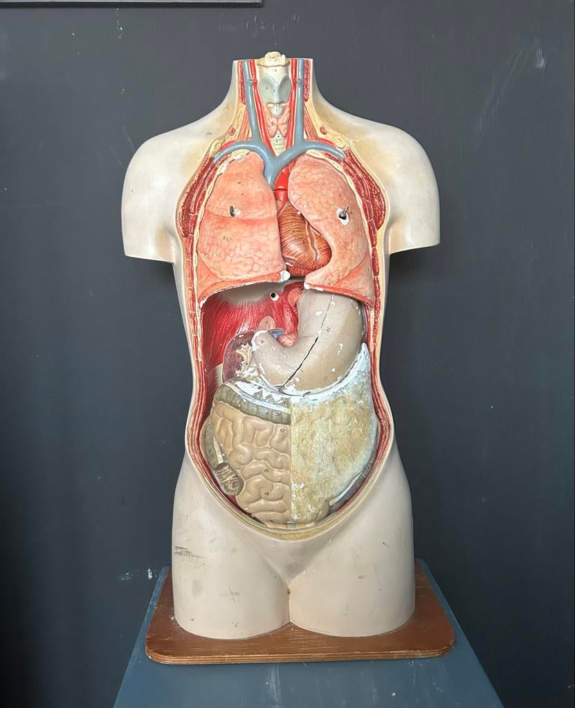 Antiek Anatomisch Torso - Jaren 30, Ophalen of Verzenden