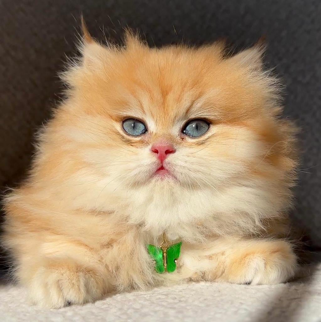 Britse langhaar dekkater