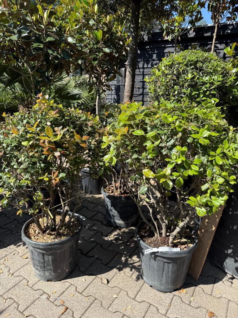 Meerstammige Quercus ilex - Meerstammige steeneik te koop!!!, Minder dan 100 cm, Zomer, Volle zon, In pot