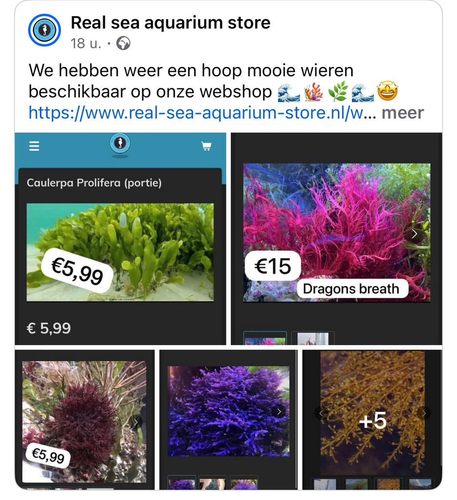 Verschillende soorten wieren/macro algen  beschikbaar, Dieren en Toebehoren, Ophalen of Verzenden, Nieuw, Plant(en), Steen of Hout