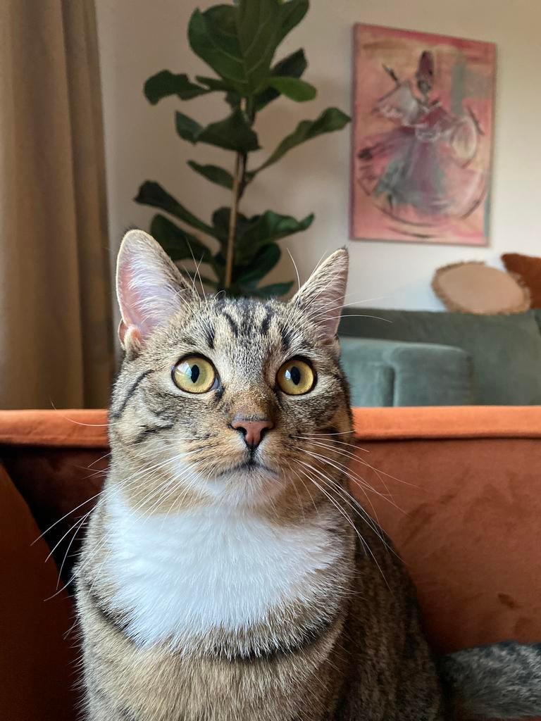 Kater Europese korthaar 5 jr., Dieren en Toebehoren, Katten en Kittens | Raskatten | Korthaar, Kater