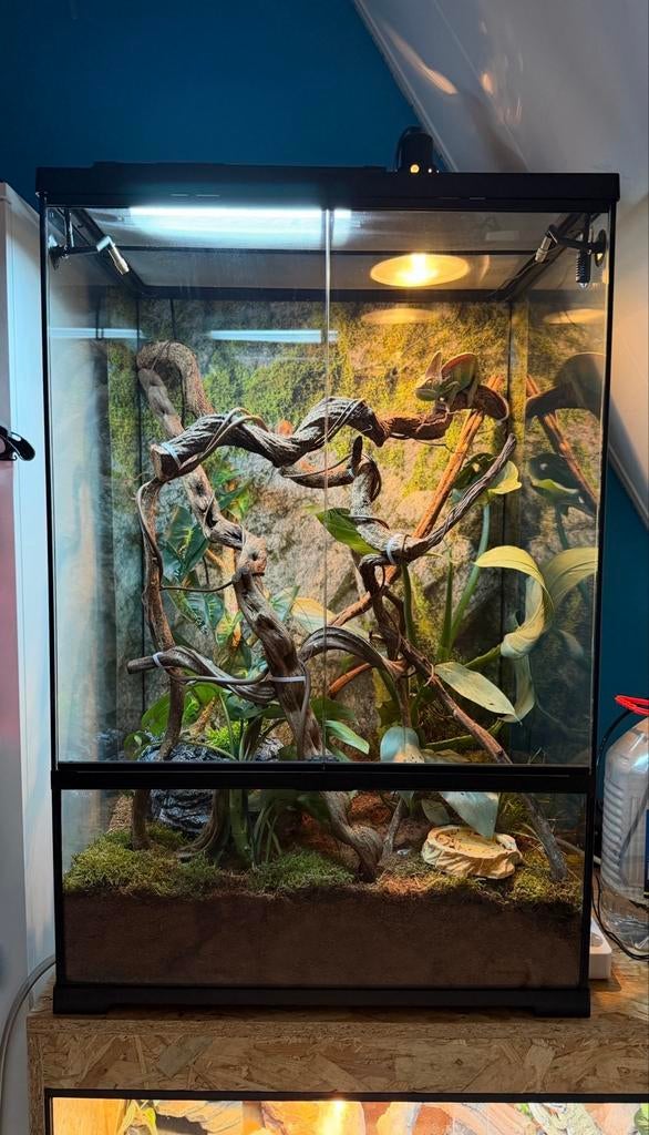 Terrarium 60/45/90, Ophalen, Zo goed als nieuw, Terrarium of Paludarium