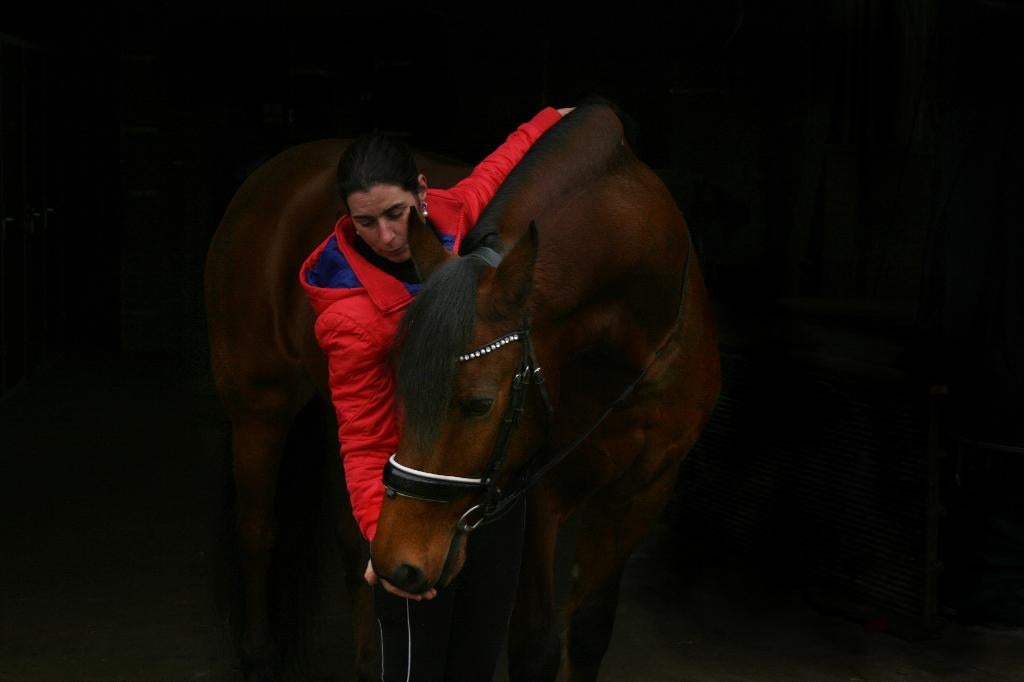 Dressuur, grondwerk, hartslagtraining, Diensten en Vakmensen, Dieren | Paarden | Verzorging, Oppas en Les, Paardrijles of Ponykampen
