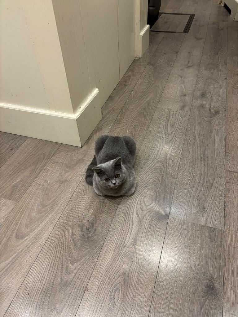 British Shorthair male Kat / Cat - Breed Kittens, Kater