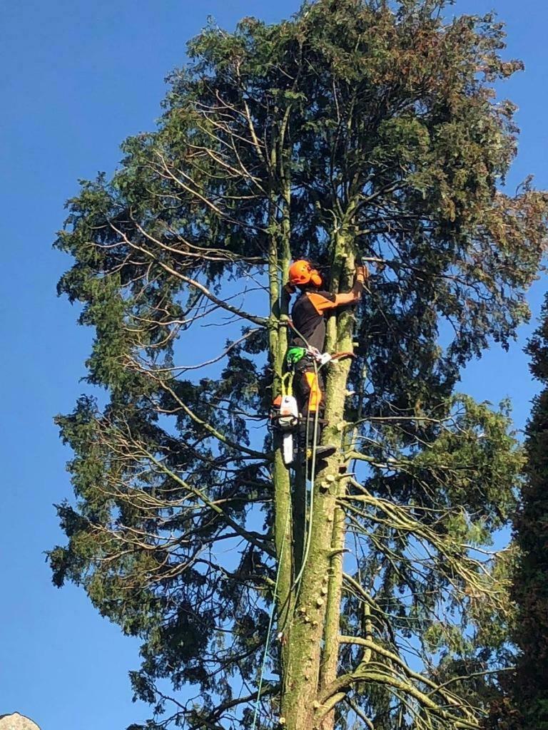 Boom / bomen / kappen / vellen / snoeien, Diensten en Vakmensen, Tuinmannen en Stratenmakers, Garantie, Tuinonderhoud of Snoeiwerk