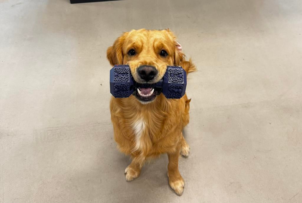 Grote vriendelijke Golden Retriever dekreu met stamboom, Dieren en Toebehoren, 15 weken tot 1 jaar, Reu, Parvo, Eén hond