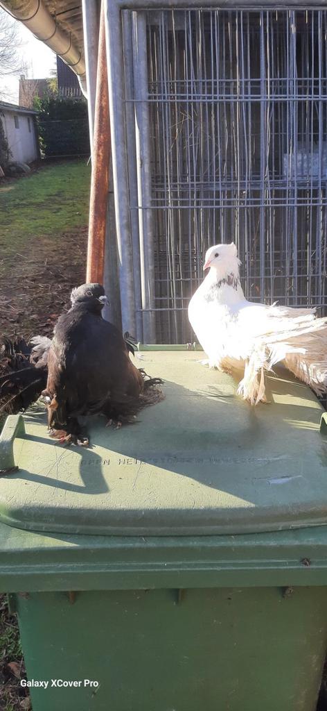 Koppel indiase pauwstaart duiven, Meerdere dieren, Overige soorten