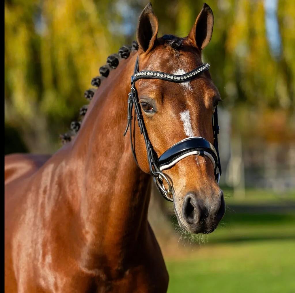 Super knappe werkwillig merrie te koop!, Dieren en Toebehoren, Pony's, Merrie, L, D pony (1.37m tot 1.48m), Dressuurpony, 7 tot 10 jaar
