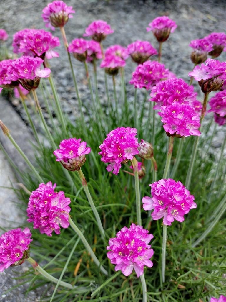 Zaden Engels gras/ Strandkruid - Armeria maritima splendens, Verzenden, Volle zon