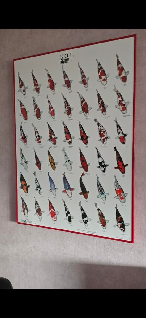 Te koop de enig echte 3-delige set van de koi-poster