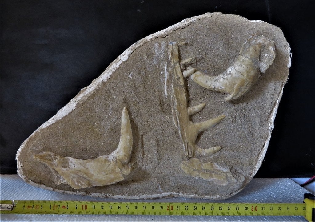 Enchodus Lybicus kaakdelen in matrix, Ophalen of Verzenden, Fossiel