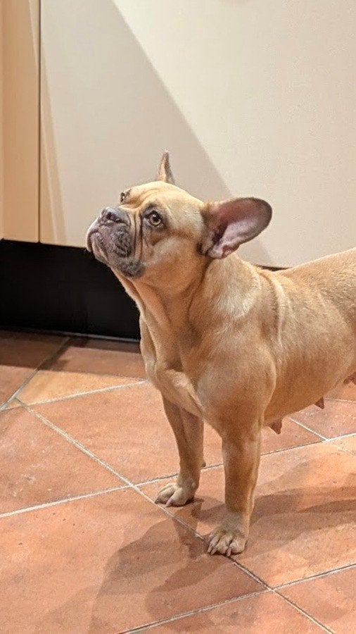 Franse bulldog teefje zoekt een nieuw thuis ❤️, Teef, Bulldog, Eén hond, CDV (hondenziekte)