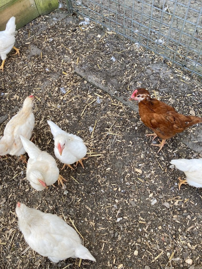 Te koop legkip hanen bruin en wit, Dieren en Toebehoren, Mannelijk, Kip