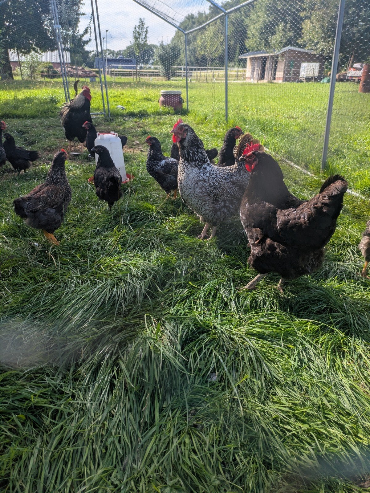 diverse jonge hanen en hennen te koop, Meerdere dieren, Kip