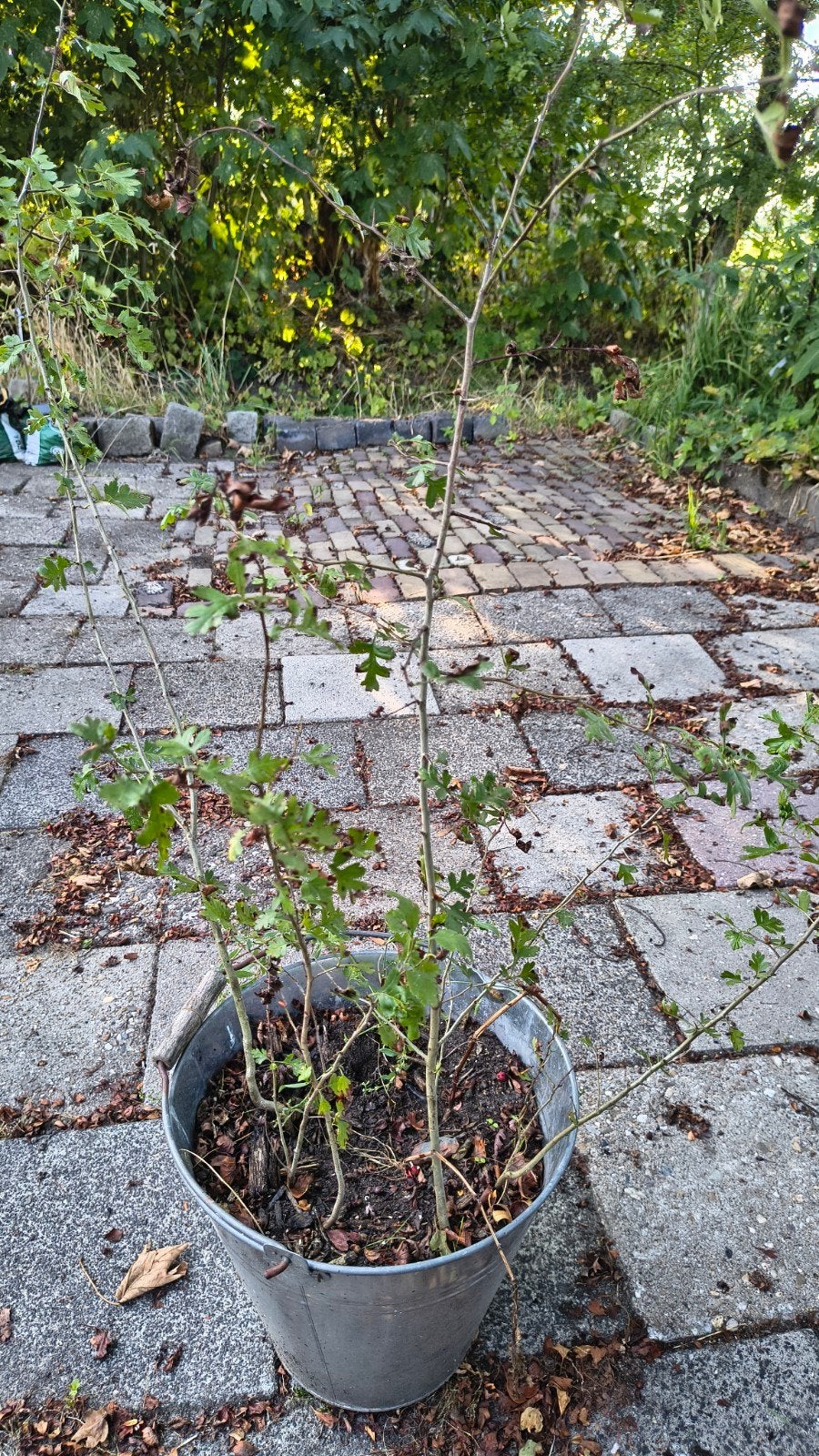 Meidoorn plant in pot - Crataegus monogyna, Ophalen, Lente, Overige soorten, 400 cm of meer