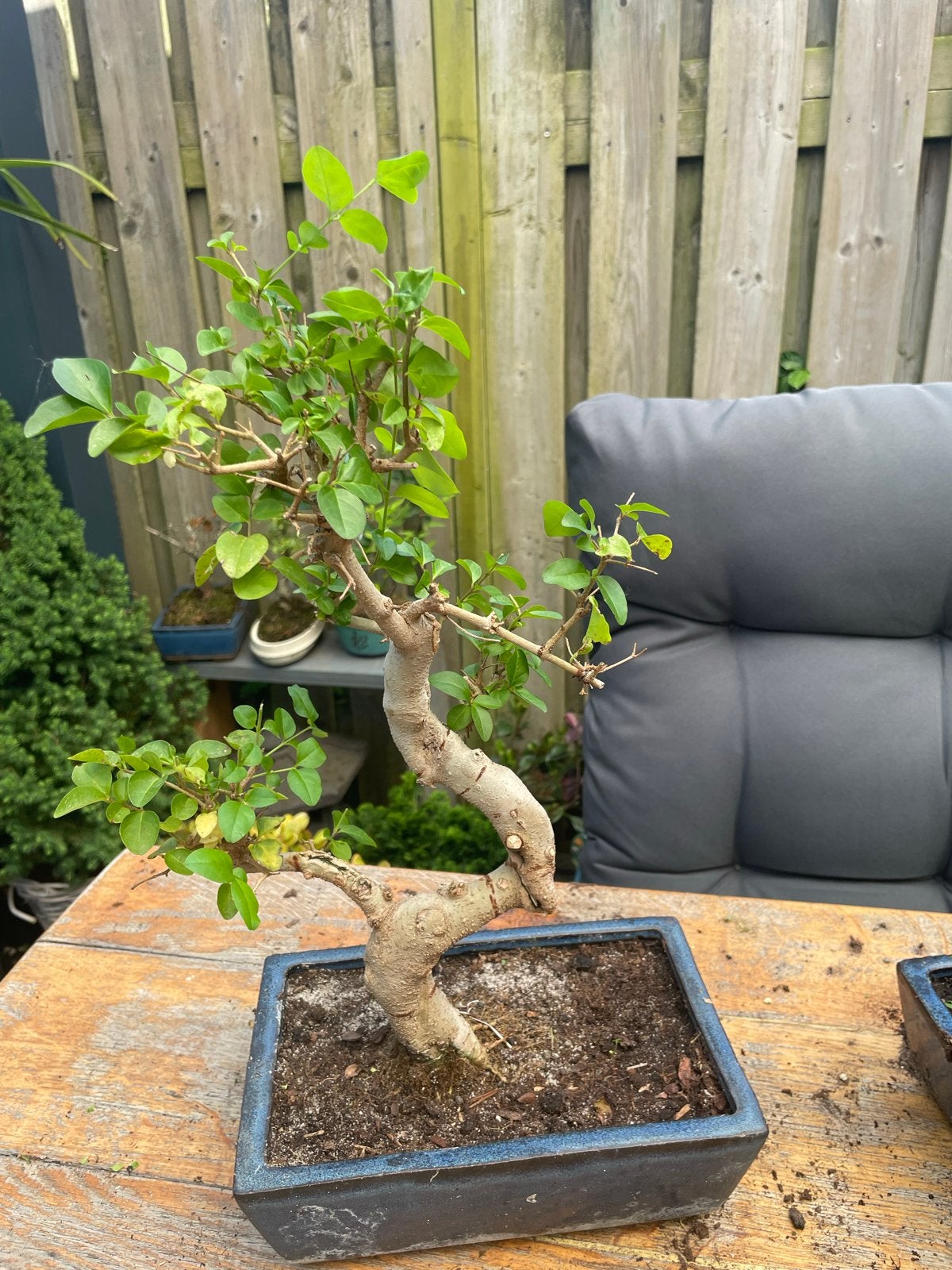 Mooie Bonsai Ligustrum, Tuin en Terras, Planten | Tuinplanten, Vaste plant, Overige soorten, Volle zon, Bloeit niet, Ophalen of Verzenden
