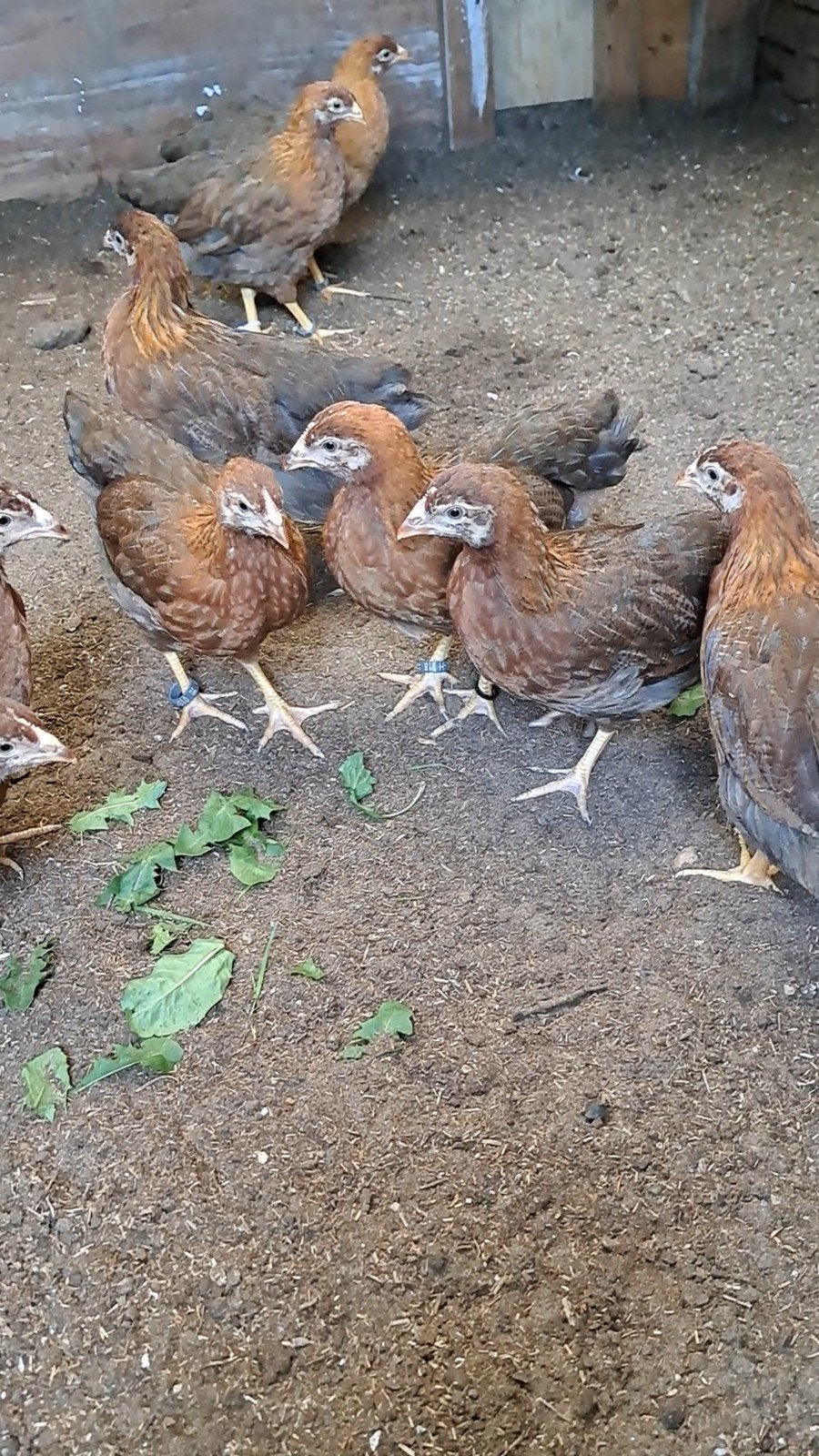 5 tamme welsumer hennen, raszuiver geringde welsumers Groot, Dieren en Toebehoren, Pluimvee, Vrouwelijk, Kip